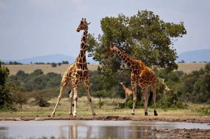 giraffe di Rothschild