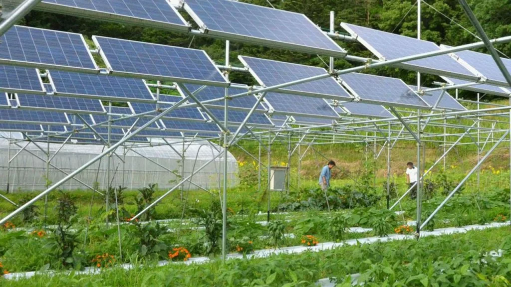 Algovoltaico_agrivoltaico