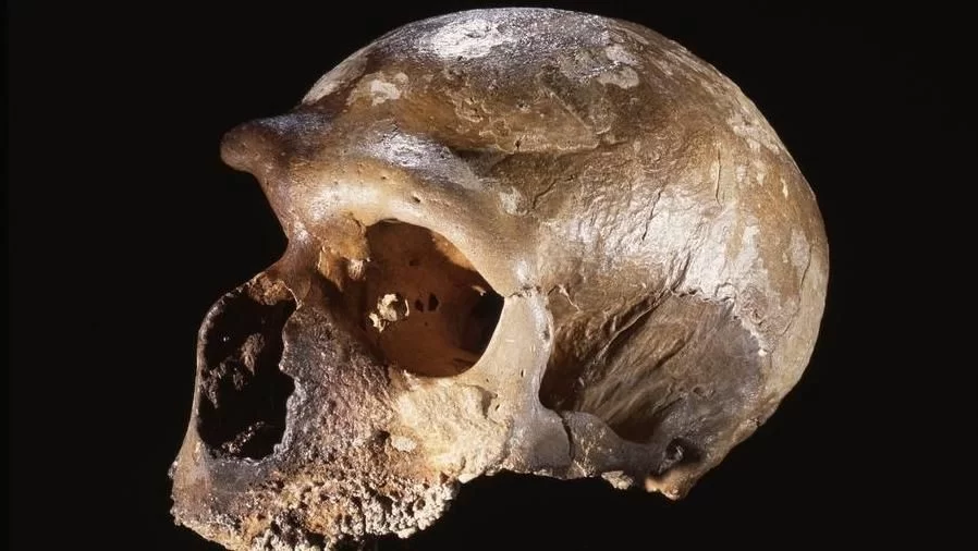 Circeo, ritrovati i resti di 9 uomini di Neanderthal e numerosi fossili animali e vegetali.