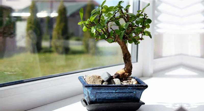 piante da interno_bonsai