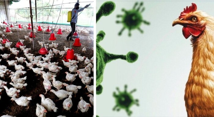 Virus H10N3, 41enne positivo in Cina, gli esperti: "Rischio diffusione su larga scala molto basso"