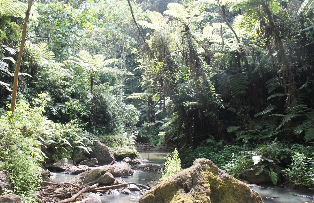 La foresta di Kiambu: la battaglia di Joannah Stutchbury