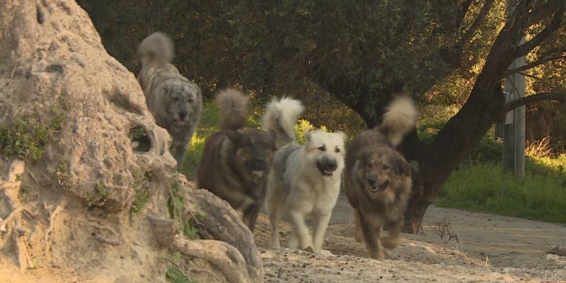 20enne sbranata dai cani: animali "molto aggressivi". Oipa: "Colpa del randagismo"