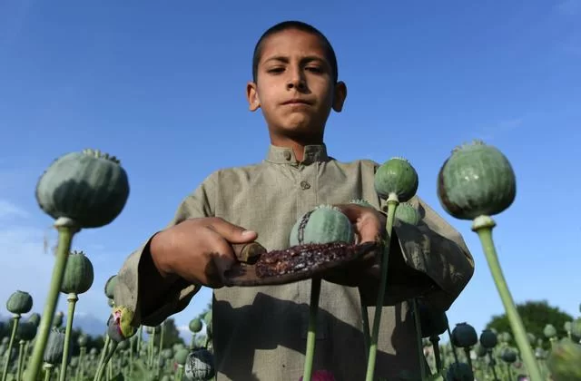 I talebani e l'oppio: un giro di affari da 120 miliardi l'anno
