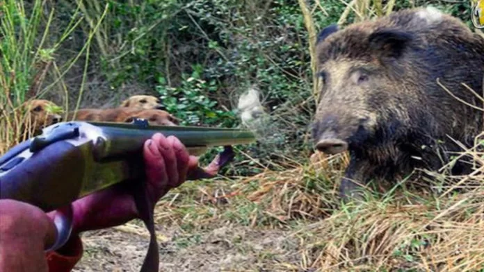 cinghiale uccide un uomo