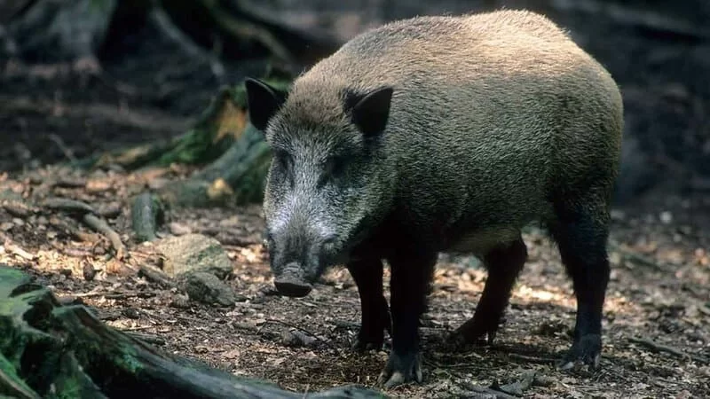 cinghiale uccide un uomo_