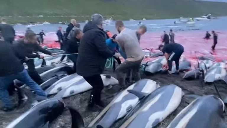 Delfini massacrati alle Isole Faroe, caccia senza precedenti: "Rimasti sulla spiaggia troppo a lungo prima di morire"