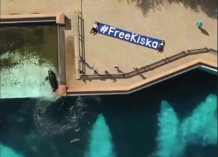 Kiska è l'orca più sola del mondo: ha perso tutti i suoi figli. Ora è il momento di liberarla