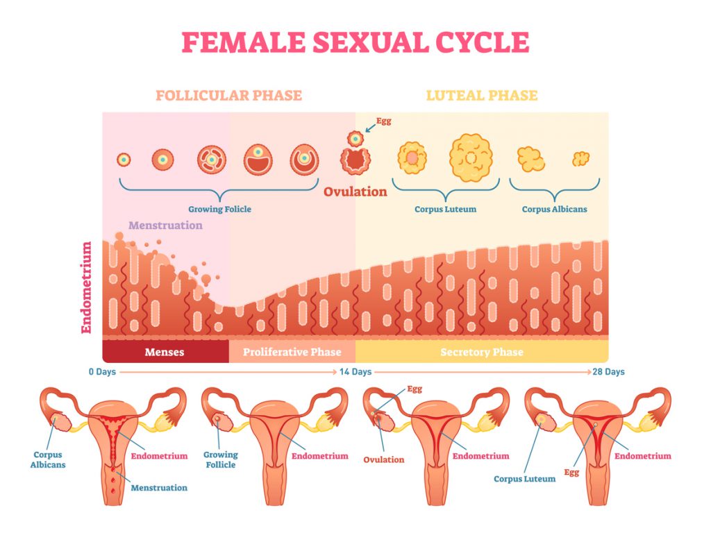 ciclo mestruale