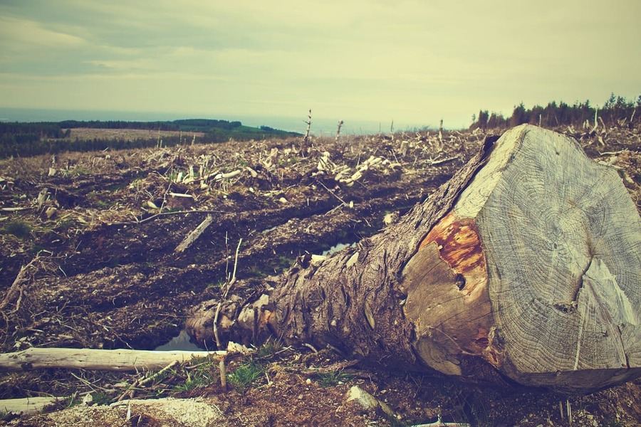 Cop26 di Glasgow, i leader mondiali: "Strategia comune per arrestare la deforestazione"