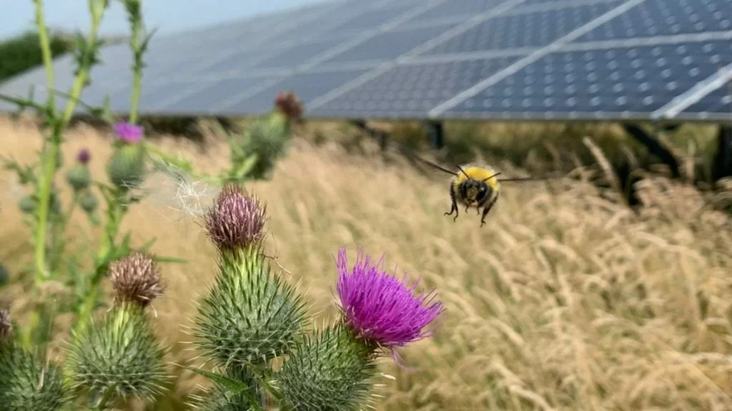 Fotovoltaico e impollinatori