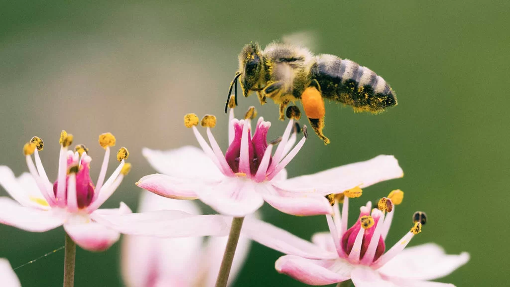 Fotovoltaico e impollinatori_bombi