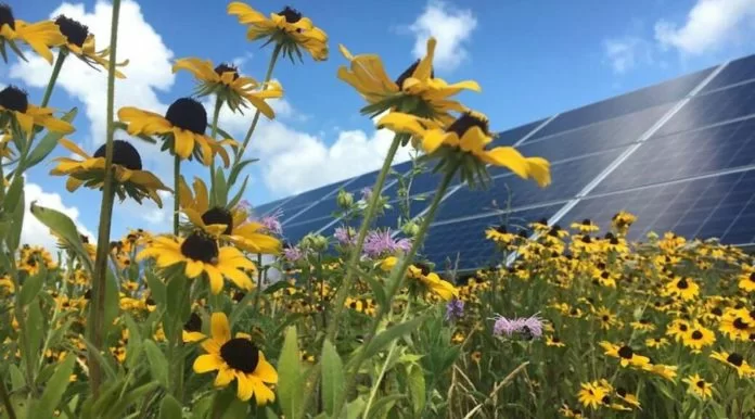 Fotovoltaico e impollinatori