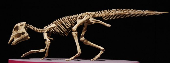 Dinosauro all'asta