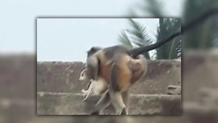 Scimmie uccidono 250 cuccioli di cane: le modalità della vendetta