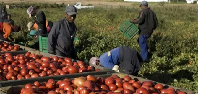 Si dimette capo immigrazione al Viminale, le terribili condizioni di sfruttamento: 5 euro per ogni cassone riempito