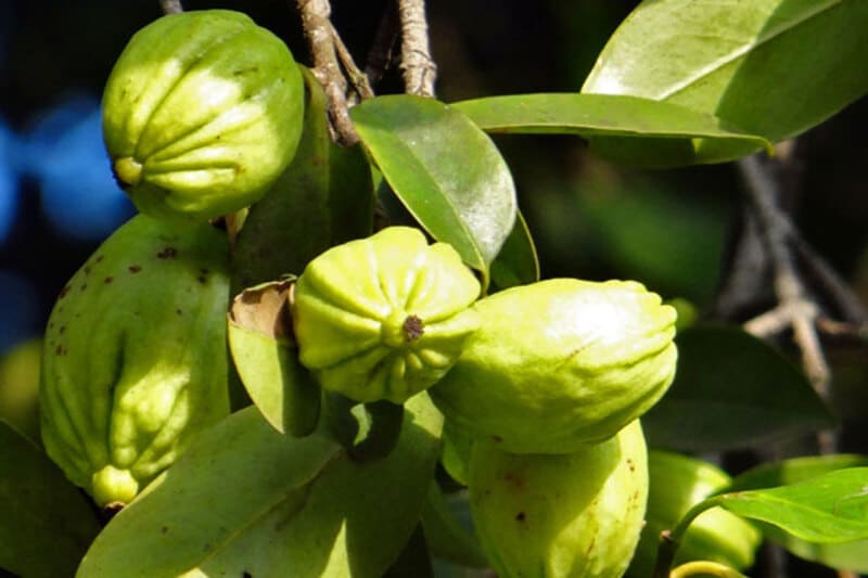 Garcinia Cambogia per dimagrire