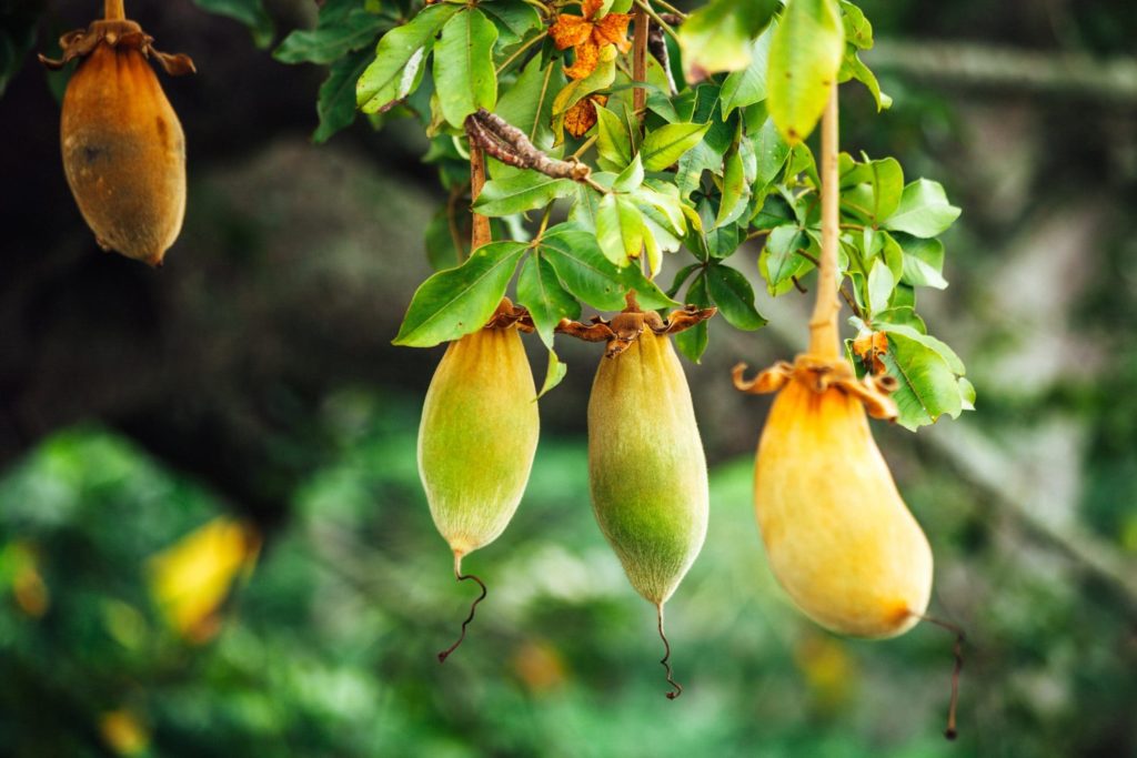 baobab frutto
