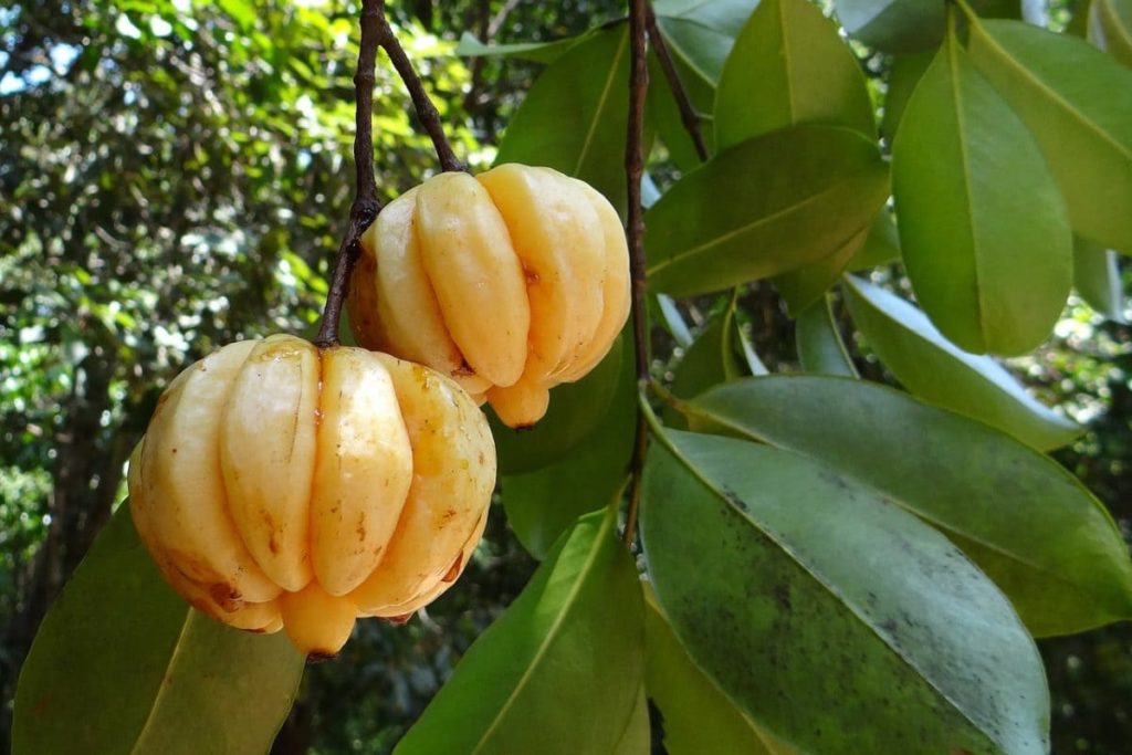 garcinia ca,bogia peso