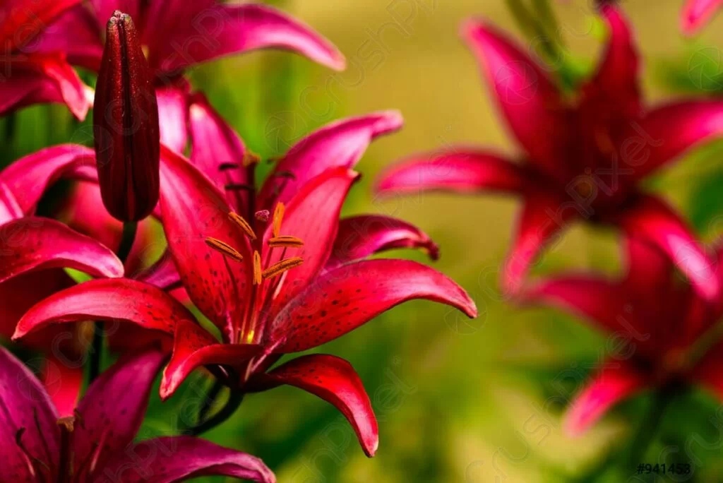 giglio rosso caratteristiche