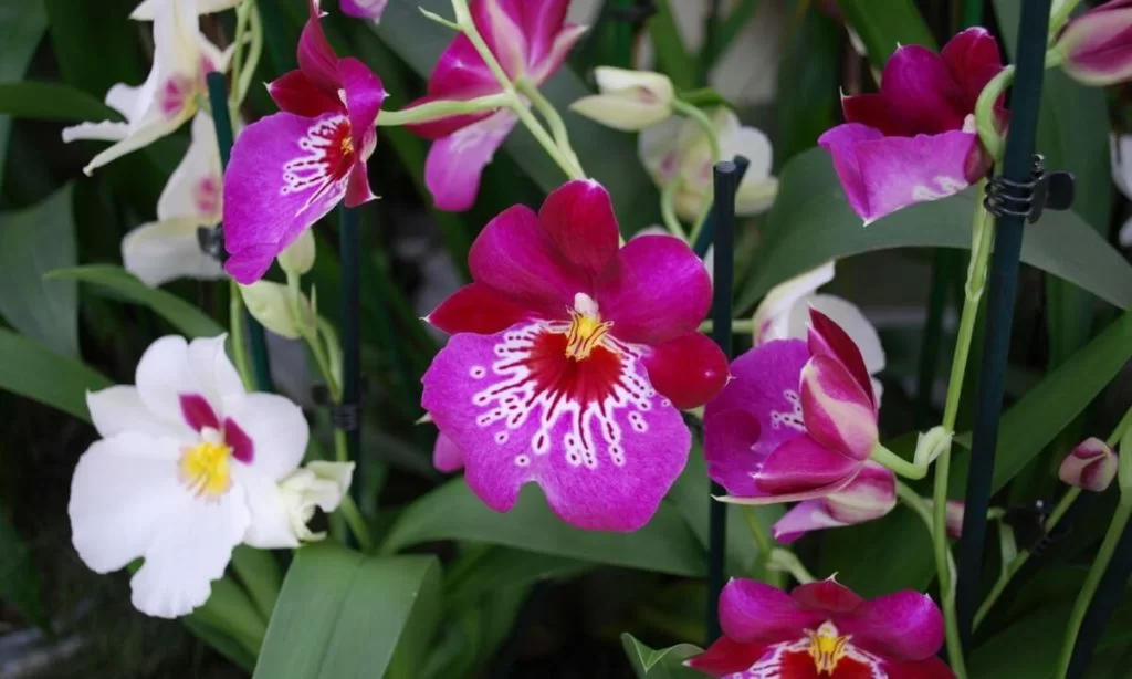 orchidea miltonia varietà