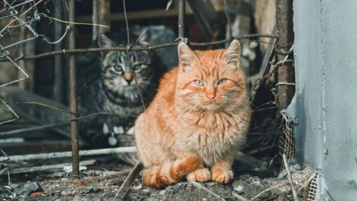 animali in ucraina_aiutarli