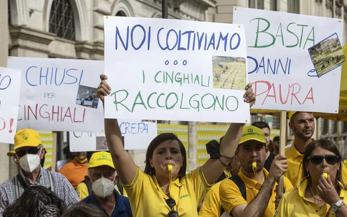 Peste suina, l'allarme Coldiretti e la protesta dei lavoratori