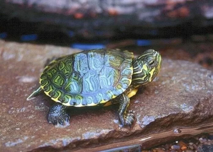 tartarughe uccise