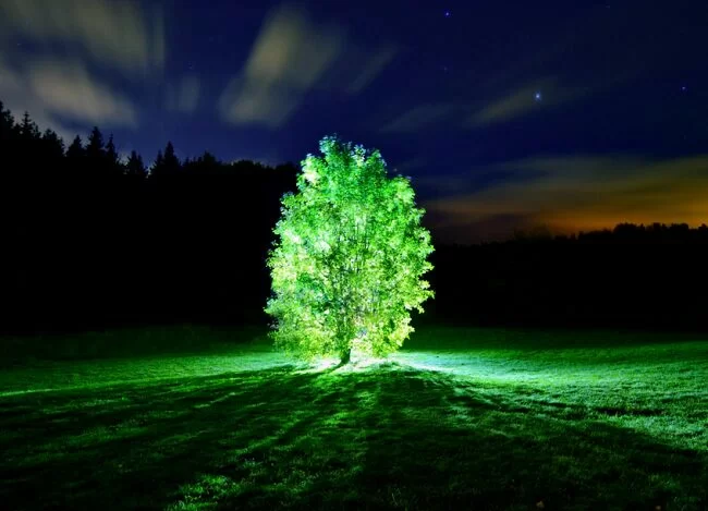 Alberi fosforescenti