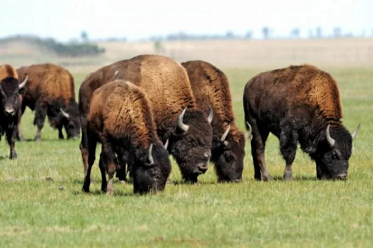 rewilding - bisonti