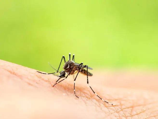 Febbre Dengue: come si trasmette e sintomi