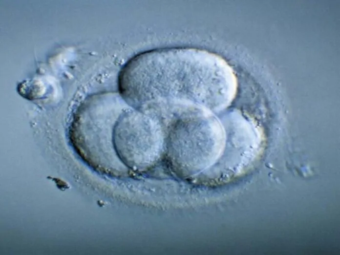 embrioni sintetici