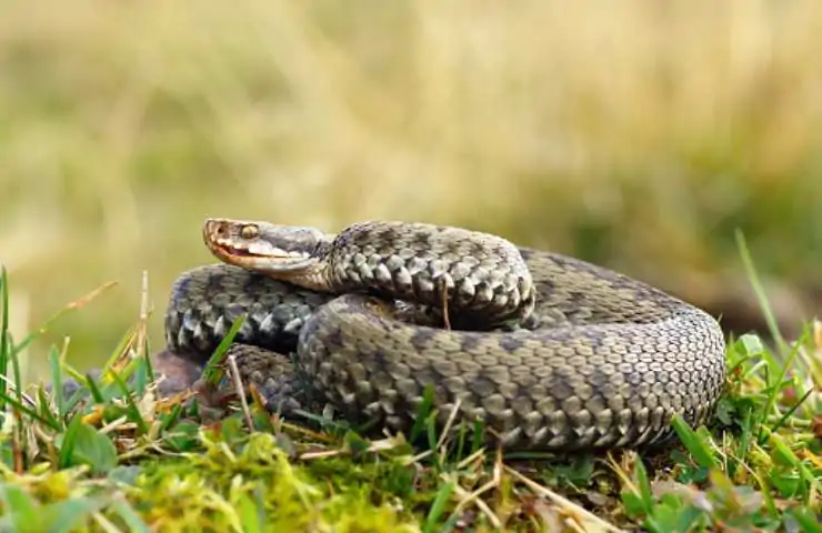 Serpenti a Roma: il problema della cattura e del rilascio dell'esemplare