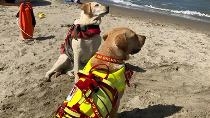 perla e argo cani bagnini salvano 2 persone