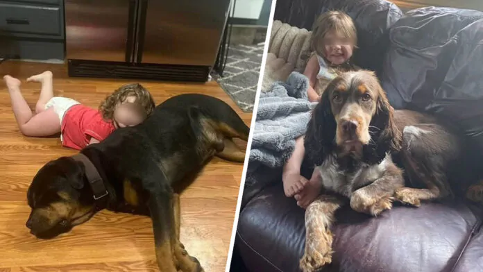 Bimba salvata dai cani di famiglia dopo essersi persa