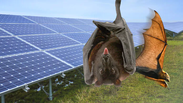 pipistrelli-farm solari