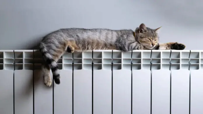 Bonus caldaia 2024: gatto steso su termosifone