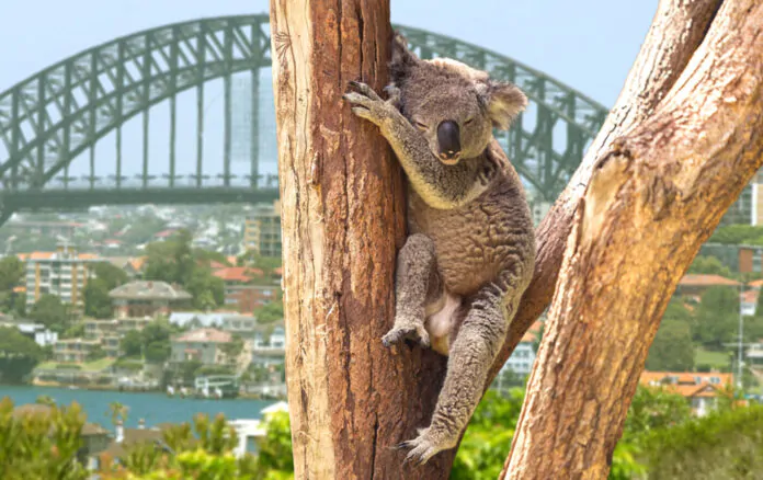 coala abbraccia albero in australia