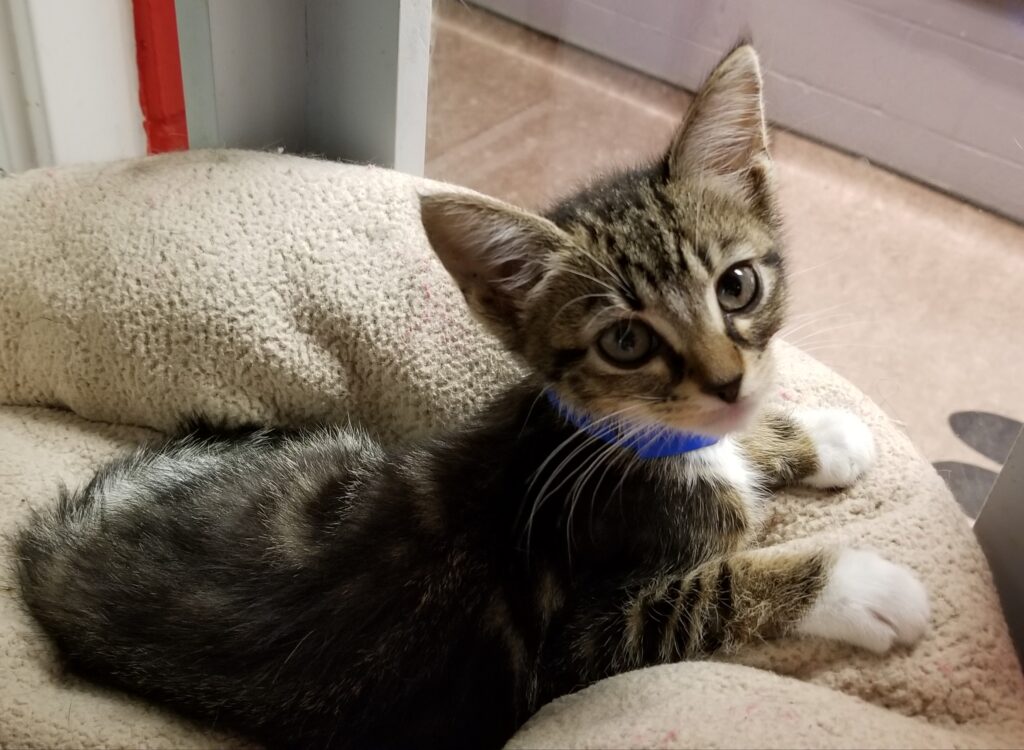 Coscienza animale, esiste?