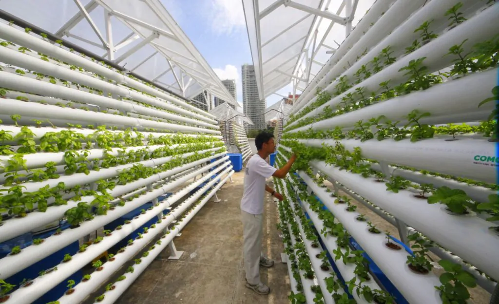 vertical farming - idroponica