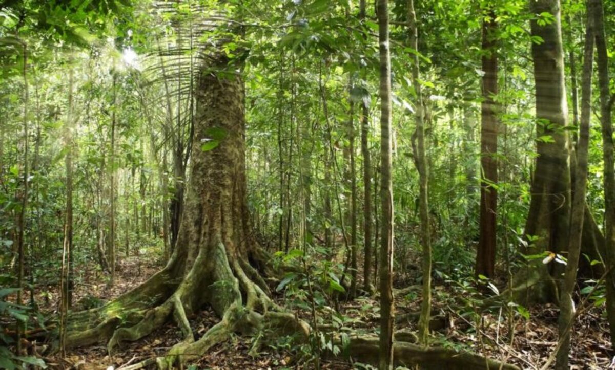 Gestione delle foreste sostenibile 
