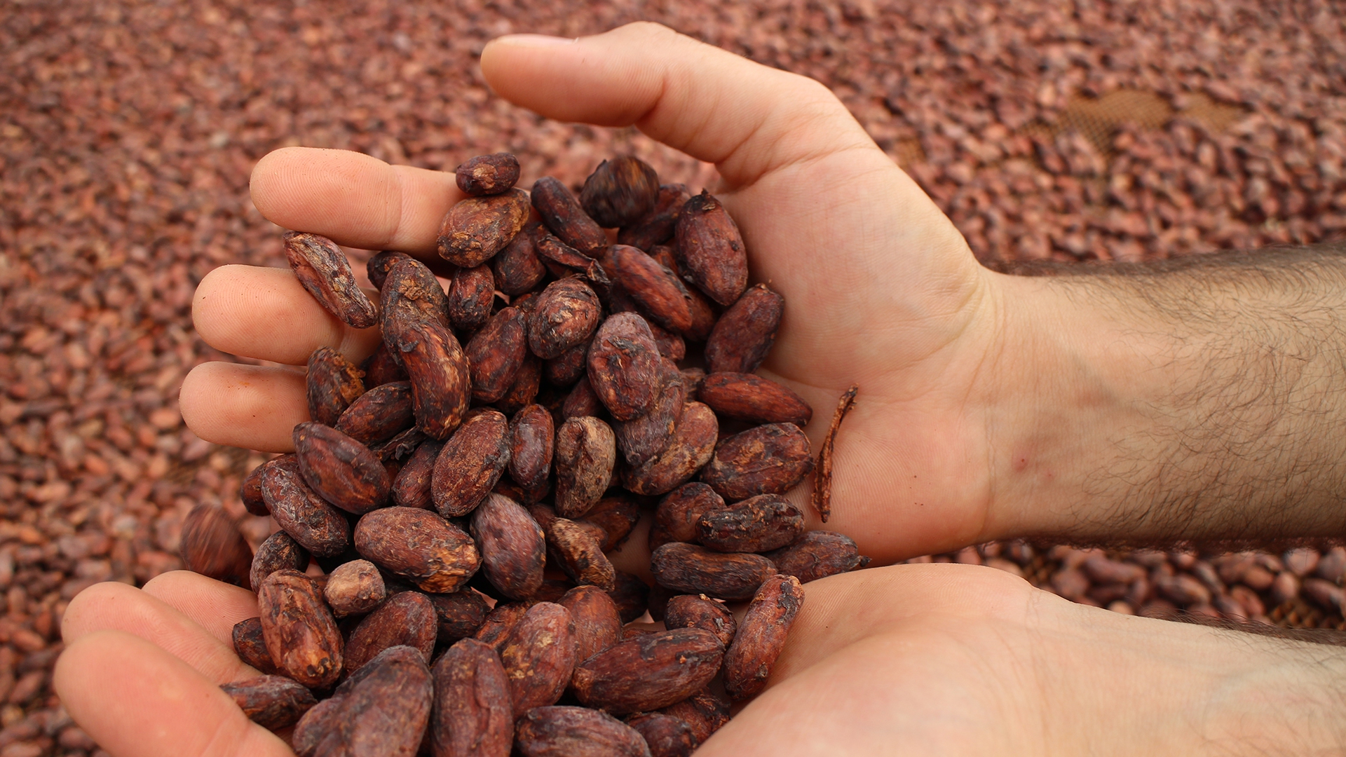 Anche il cioccolato diventa green, le soluzioni sostenibili per ridurre l'impatto ambientale 3