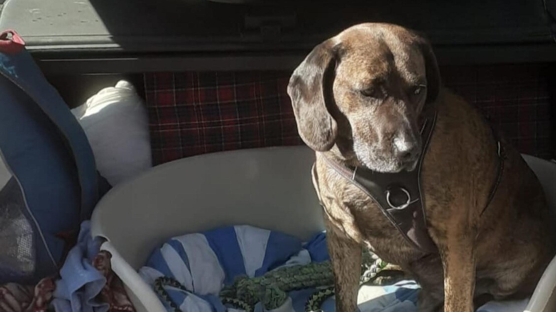 Dorme in auto per non lasciare il suo cane, la comunità gli trova casa e lavoro 3