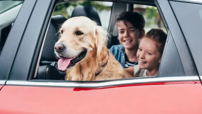 Viaggio pet friendly in macchina.